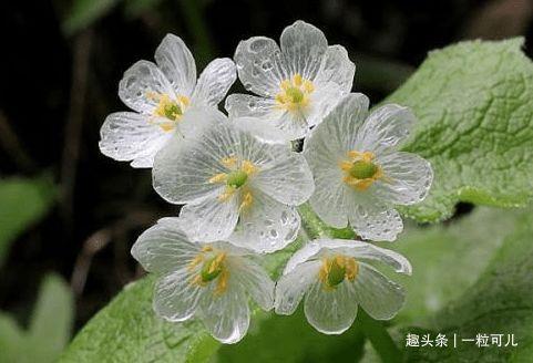 朦胧的山荷叶,探寻自然之美与诗意人生